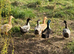 Blue Ducklings