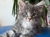 European Pure-breed Maine Coon Kittens. Delivery available!