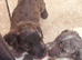 Sprocker puppies