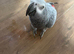 Molly parrot
