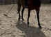 Horseball / polo safe confidence giver