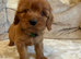 F1 Cavapoo Puppies for sale
