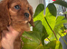 Black and Tan cavalier female