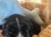 Cocker spaniel beautiful puppies