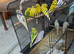 Healthy young budgies