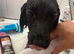 Beautiful black cocker spaniel girl