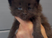 XL black,black smoke maine coon kittens