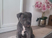 Lue staffy puppy's