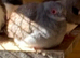 Diamond Doves ready now