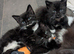 Kittens