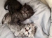 Scottish fold kittens