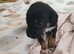 Puppies