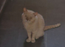 British Shorthair male