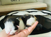 All kittens now reserved