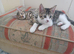 Gorgeous Toyger Tabbies for Sale