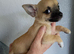 Affectionate smooth coat pups
