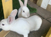 Continental giant cross with mini lop