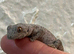 Eastern Spiny Tailed Gecko at Birmingham Reptiles