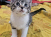 Male kitten for rehoming