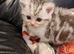 Persian x cross male kitten