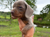 Beautiful Dachshund boys!