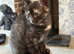 Kittens READY NOW!!