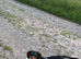 Miniature dachshund