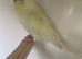 Budgies 25 overall