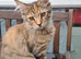Maine Coon Kittens For Sale Ready Now