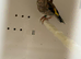 Young goldfinch