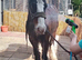 Beautiful ex riding school mare and confidence giver available to share 2-3 days a week