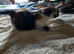 3 kittens looking for forever homes