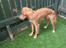 Male dog looking for home