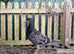 Romanian and English Racing Pigeons