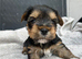 ️️Yorkshire terrier pure rehoming soon 2 Grils