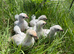 Lavender pekin chicks 5.5 weeks old