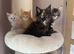 TICA & GCCF Main Coon