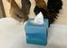 Pair of Serema bantams
