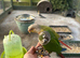 Mated pair of conures
