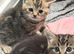 3 left British /birman kittens