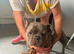 French bulldog needs a forever home
