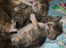 2 tabby kittens