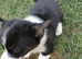 Two stunning puppies of Welsh Corgi Cardigan