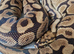 Male spotnose 66%het clown