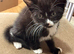 Adorable litter 5 boy kittens