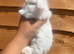 2 Stunning Mini-Lops for Sale