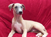 Two top quality KC registered fawn male pups available.