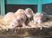 Micro ferrets