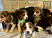 Full chunky beagles