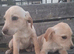 Labrador